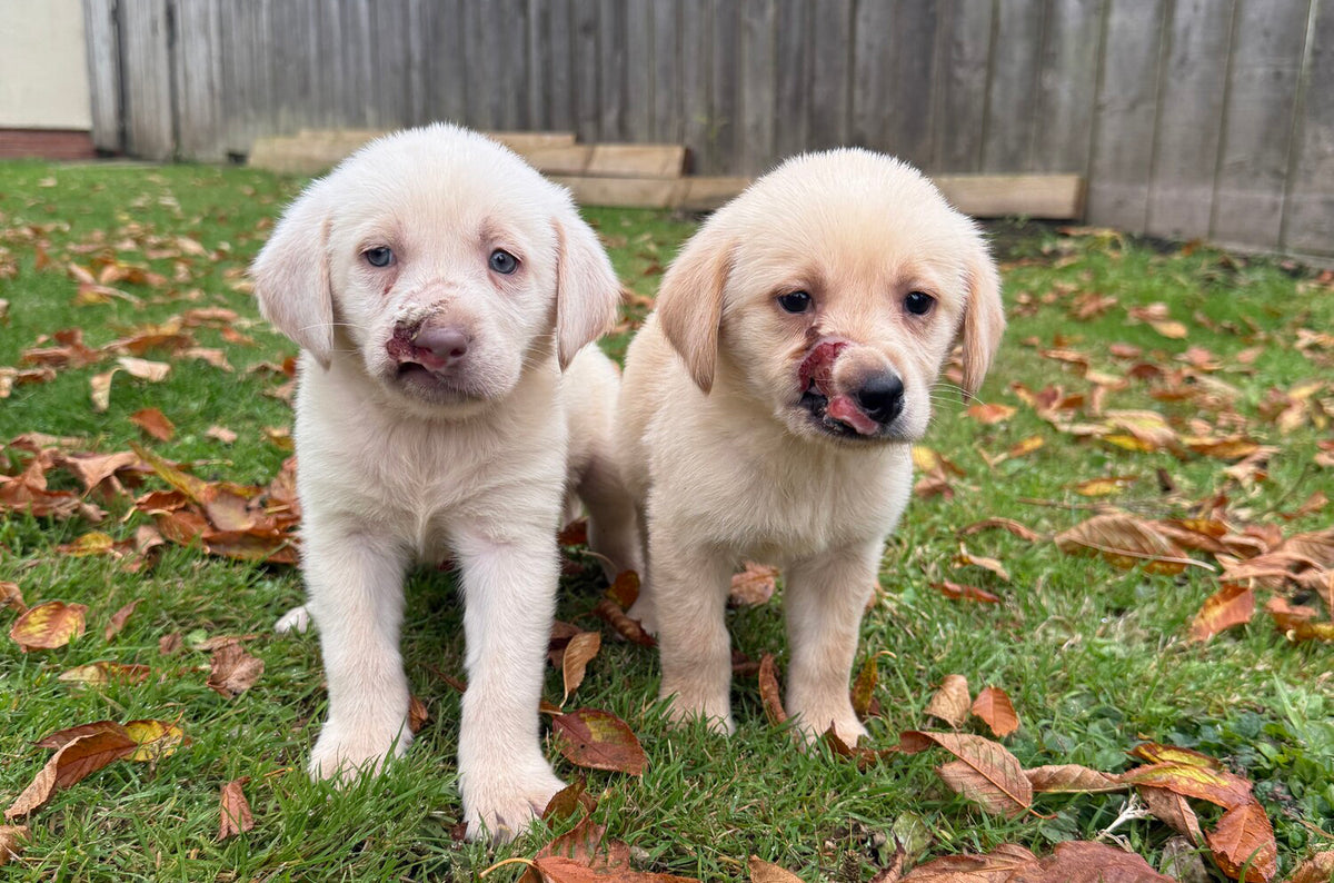 Hope and Chance when they were rescued.