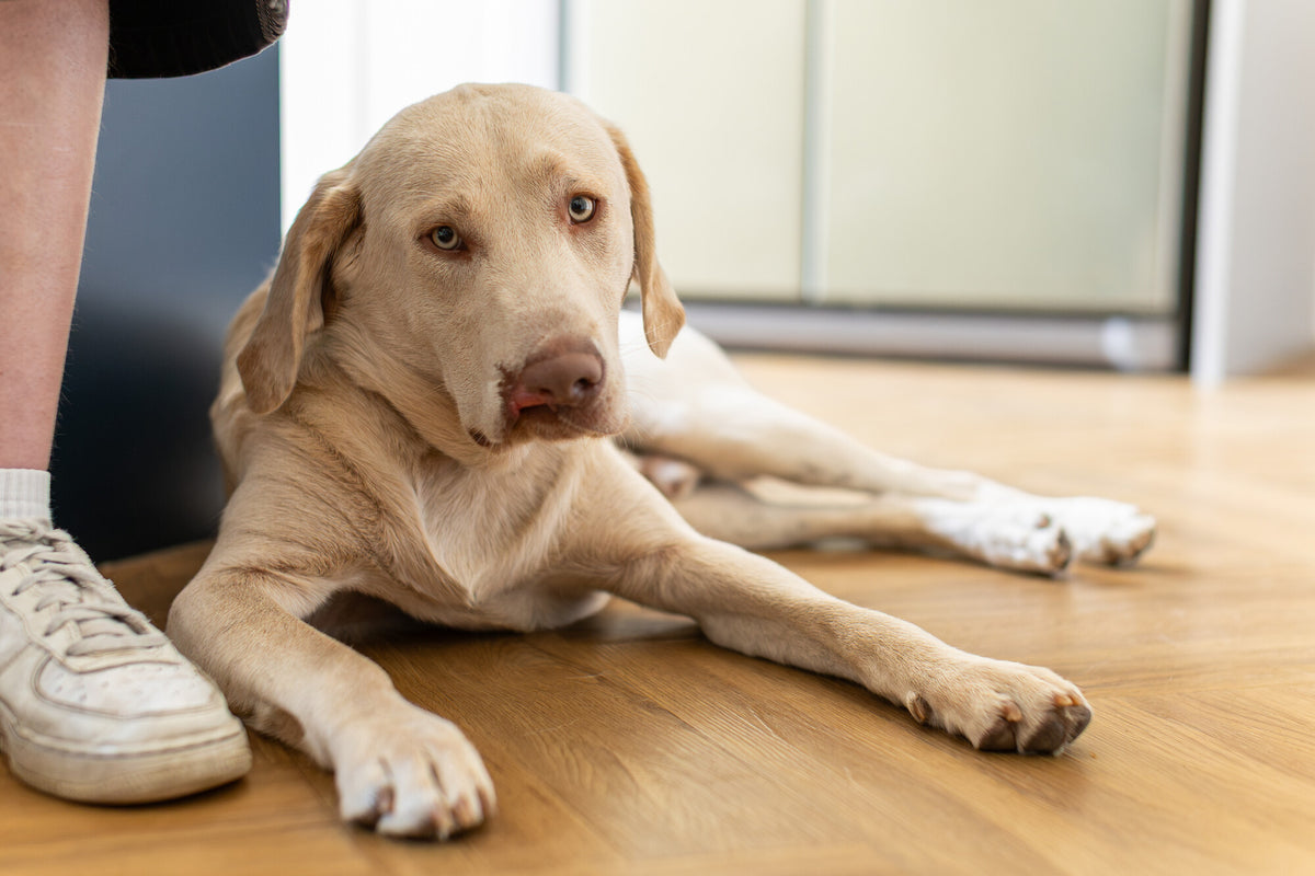 Hope in her new home. Photograph supplied by Blue Cross.